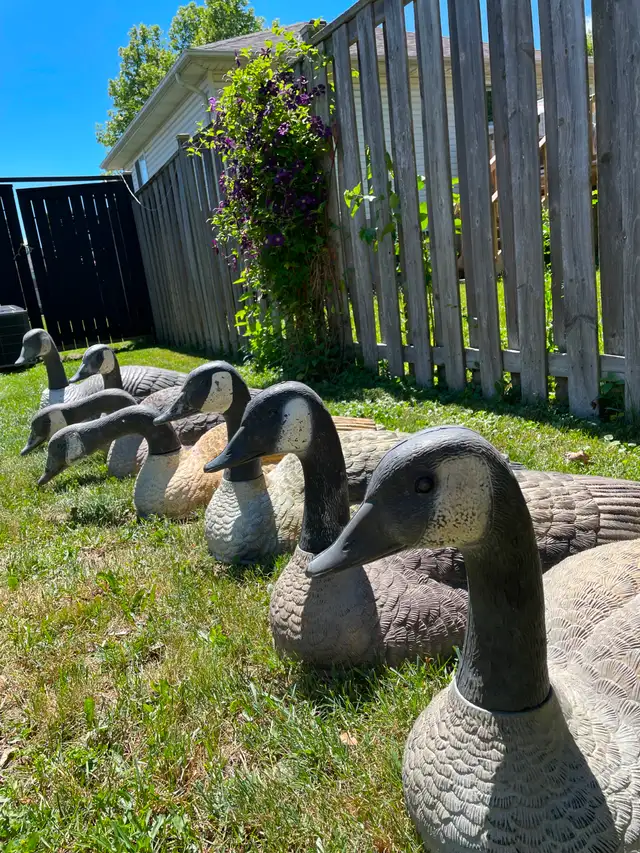 Canada Goose shell decoys, 7 total | Fishing, Camping & Outdoors ...