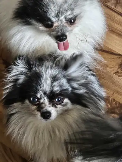 3 full tinny pomeranian pups, View more