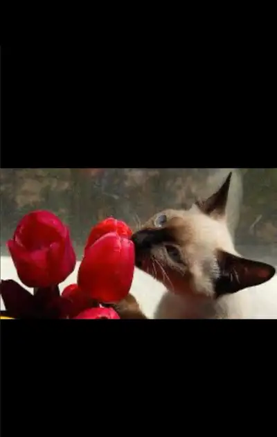 ❤️❤️❤️Bébé chatons pure siamois ❤️ Baby Siamese, View more