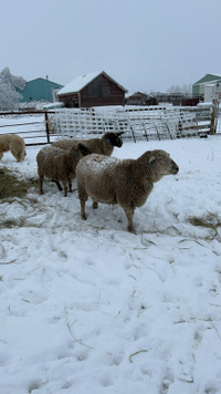 Sheep forsale 