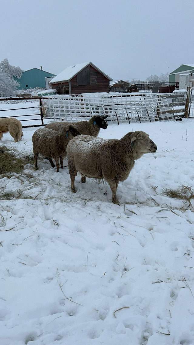 Sheep forsale  in Livestock in Swift Current