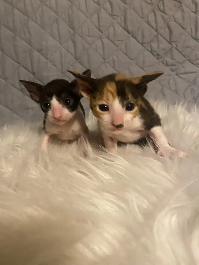 Cornish Rex Kittens in Cats & Kittens for Rehoming in Cape Breton - Image 5