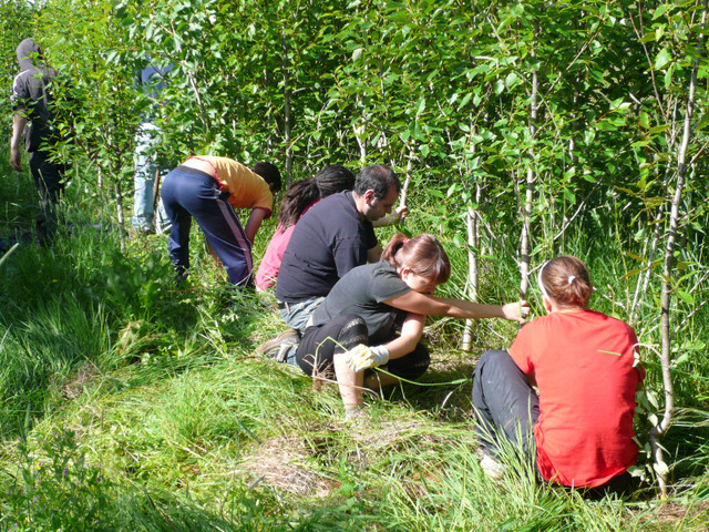 Organic gardening and forestry activities in Iceland in Volunteers in UBC - Image 2