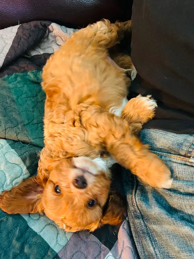 Beautiful Cavapoo Puppies in Dogs & Puppies for Rehoming in Markham / York Region - Image 11