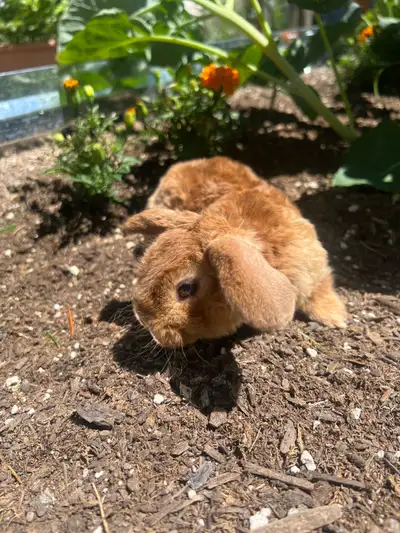 * Mini Plush Lop Baby Bunny! *, View more