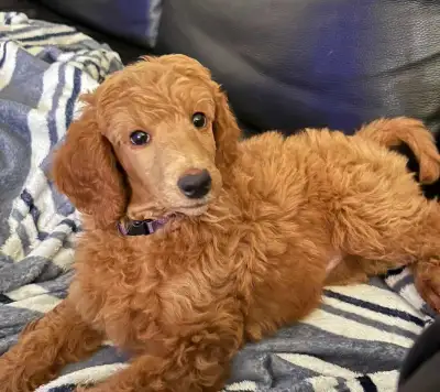 STANDARD POODLE for guardian home!, View more