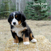 UPDATED - 3 adorable purebred BMD puppies