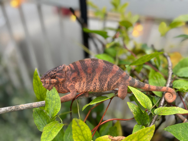 Panther Chameleons for Sale  in Reptiles & Amphibians for Rehoming in Burnaby/New Westminster - Image 4