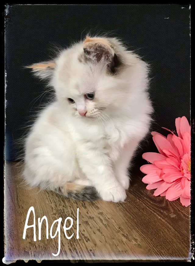 2 Beautiful cuddly friendly blue eyed ragdoll kitten in Cats & Kittens for Rehoming in Kitchener / Waterloo - Image 2