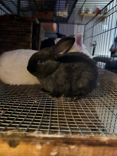 baby bunny’s need rehoming , View more