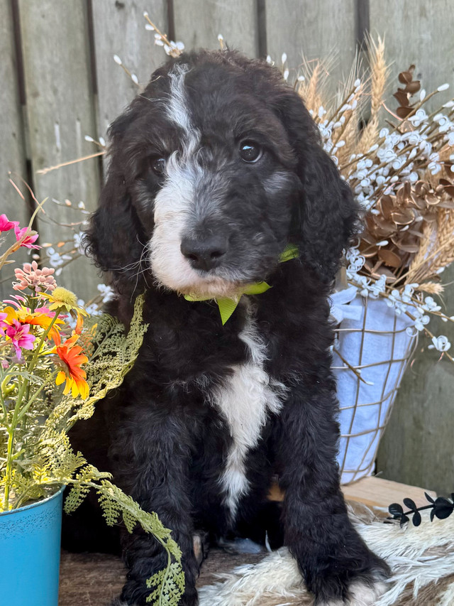 Sheepadoodle F2 Puppies in Dogs & Puppies for Rehoming in Chatham-Kent - Image 4