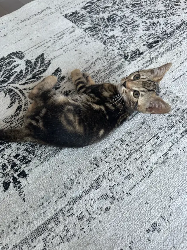 CHATON BENGAL– 3 MONTHS OLD BENGAL KITTEN – 3 MOIS in Cats & Kittens for Rehoming in Longueuil / South Shore - Image 5