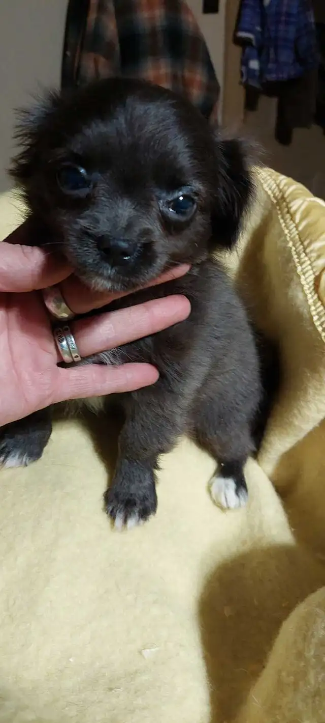 Chihuahua pups One Long haired and One short haired in Dogs & Puppies for Rehoming in Fredericton - Image 3