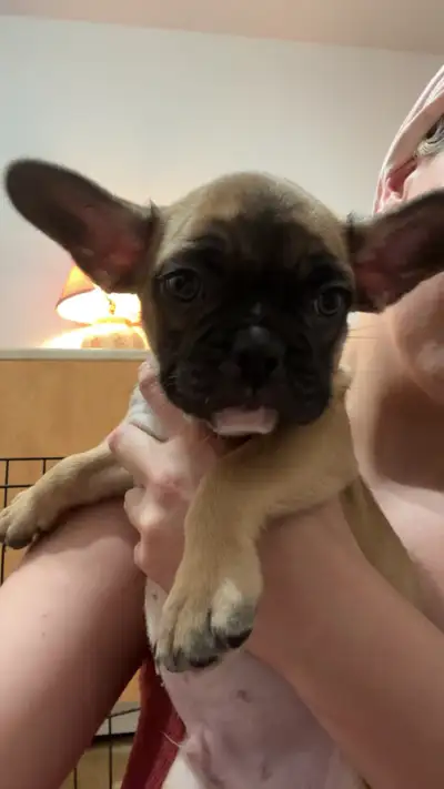 bouledogue français à vendre mâle, fauve, View more