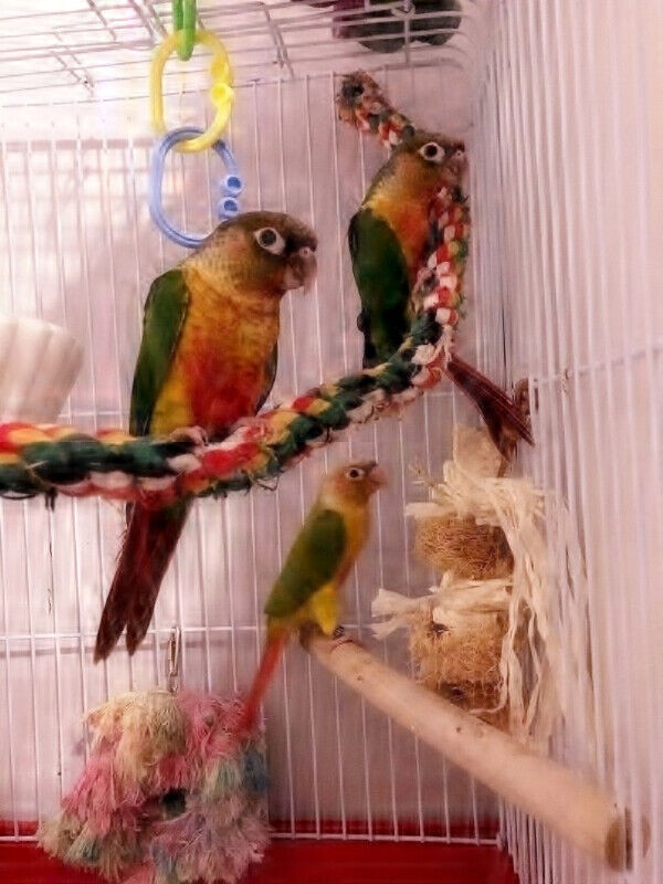 High red yellowsided  and pineapple greencheeks in Birds for Rehoming in Mississauga / Peel Region - Image 3