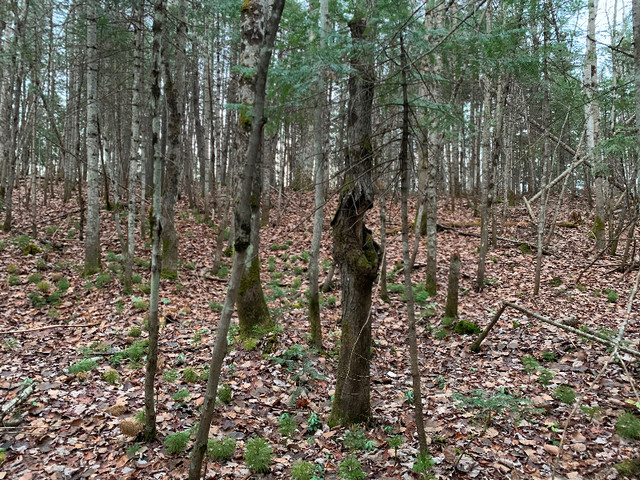 Terrain à vendre dans Terrains à vendre  à Longueuil/Rive Sud