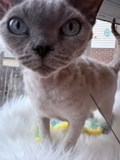 Devon Rex female 5 years old , View more