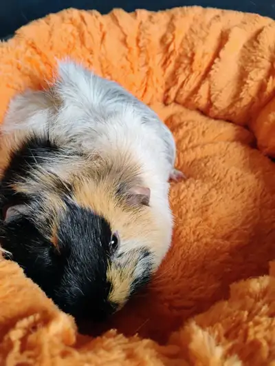 Female Abyssinian mix Guinea pig, View more