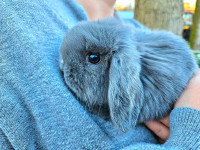 3 Holland Lop does