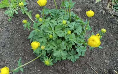 Globe flower--hardy perennial, View more