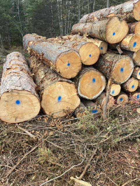 Poutres de pin dans Autre  à Saguenay - Image 3