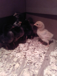 Barnyard Chicks