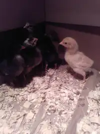 Barnyard Chicks