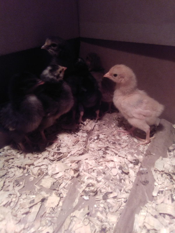 Barnyard Chicks in Livestock in Bathurst