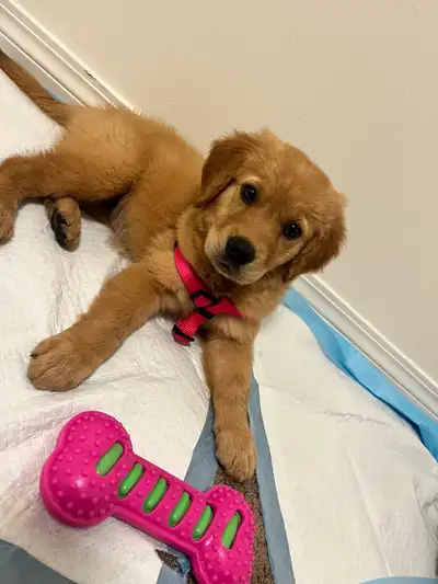 Puppy Golden retriever, View more