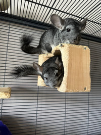 2 male Chinchillas