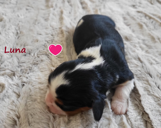 Purebred Cavalier King Charles Spaniel Puppies- CKC registered dans Dogs & Puppies for Rehoming in Edmonton - Image 4