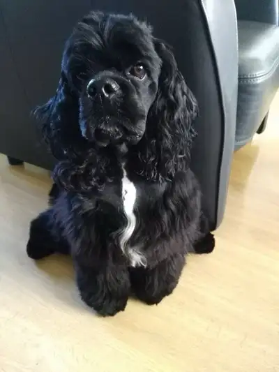 American Cocker Spaniel, View more