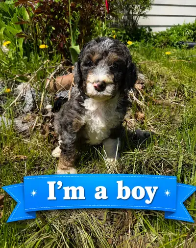 Medium Bernedoodles ready to go home  Sunday, View more