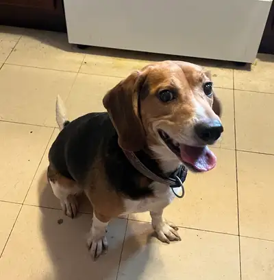 Purebred Beagle, View more