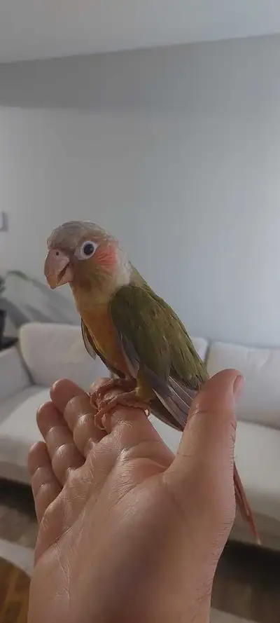 Hand tamed pineapple conure, View more