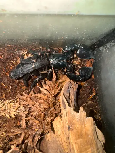 Asian forest scorpion and tank for 75$, View more