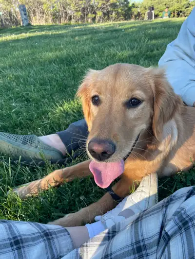 FEMALE GOLDEN RETRIEVER!, View more
