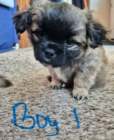 ShihTzu/Maltese mix puppies SOLD!, View more