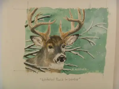 Whitetail Deer  ORIGINAL ART - various sizes, View more