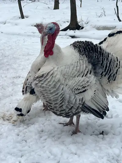 2 - Very tame , friendly, healthy heritage breed turkeys-Jake’s. 6.5 month old strutting confidently...