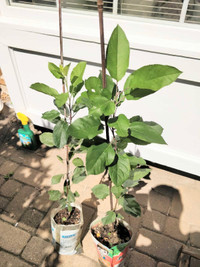 Apple Trees(Gala) for Sale