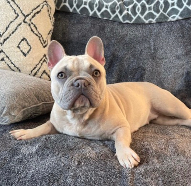 French Bulldog Frenchie in Dogs & Puppies for Rehoming in Calgary