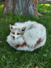 Sunglow Fox Softmount