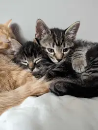 kittens ready 