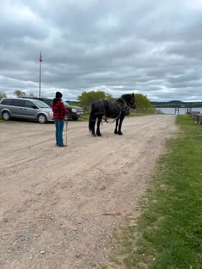 Percheron mare team, View more