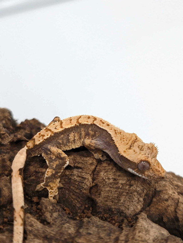 Baby crested gecko in Reptiles & Amphibians for Rehoming in Ottawa - Image 4