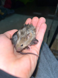 Baby female fancy mice 