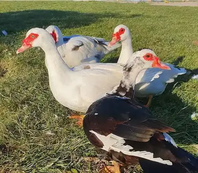 wonted mascovy duck, View more