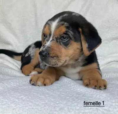 BERGER ALLEMAND X BOULEDOGUE ANGLAIS, View more