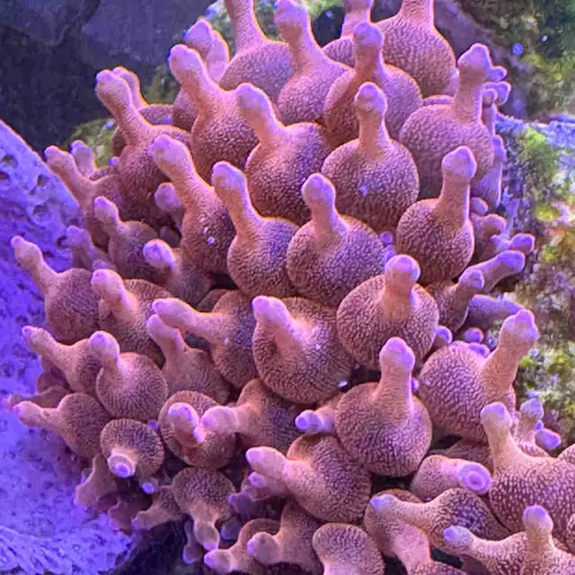 Red rose rainbow bubbletip anemone coral reef healthy in Fish for Rehoming in Markham / York Region - Image 6